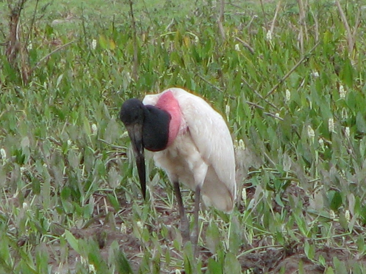 Wood Stork - ML622158049