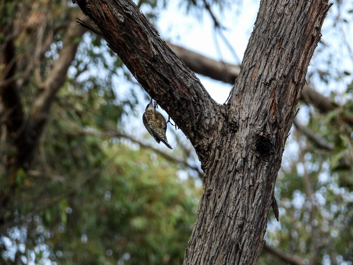 White-throated Treecreeper - ML622158050