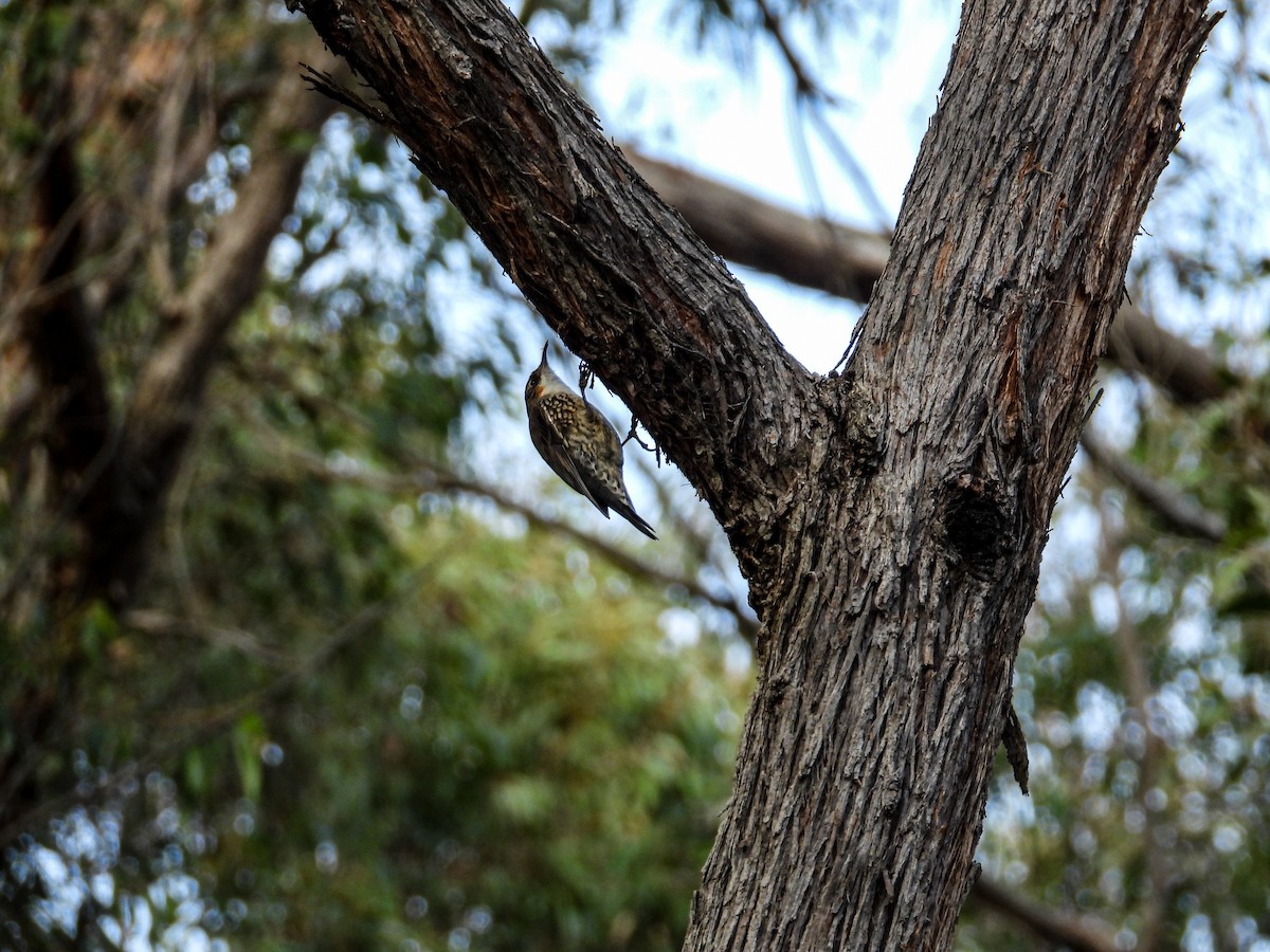 White-throated Treecreeper - ML622158051