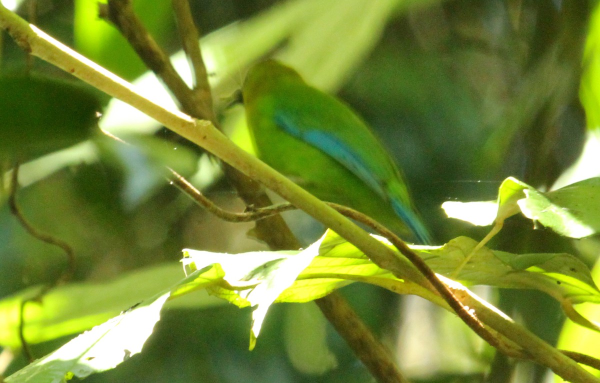 Blue-winged Leafbird - ML622158052