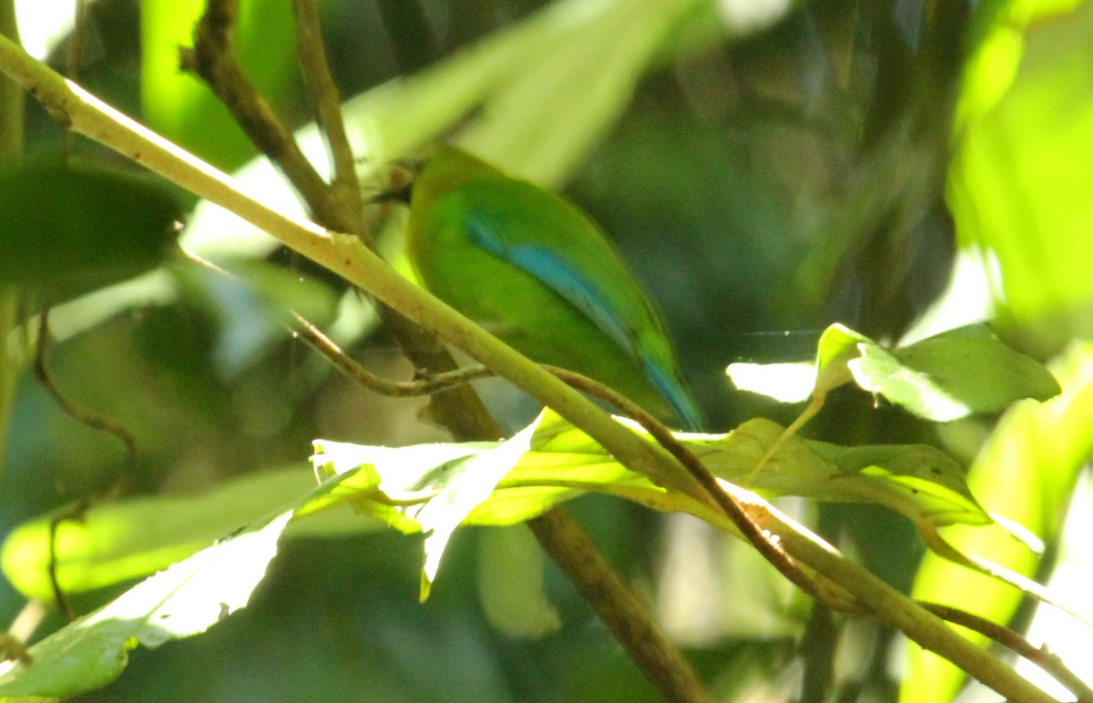 Blue-winged Leafbird - ML622158053