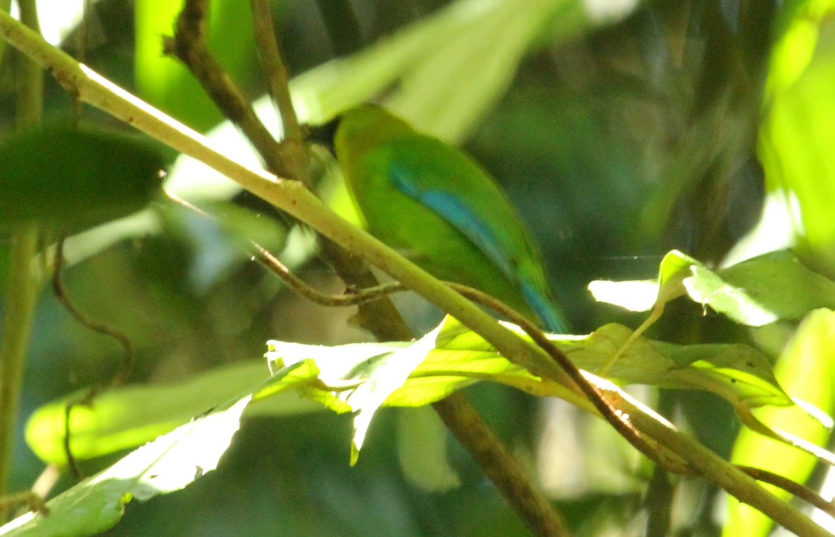 Blue-winged Leafbird - ML622158054