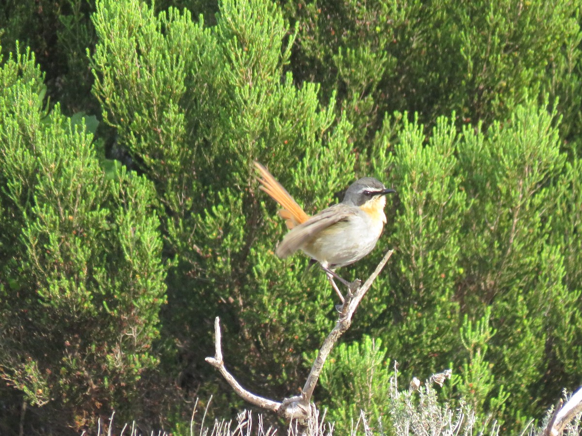 Cape Robin-Chat - ML622158056