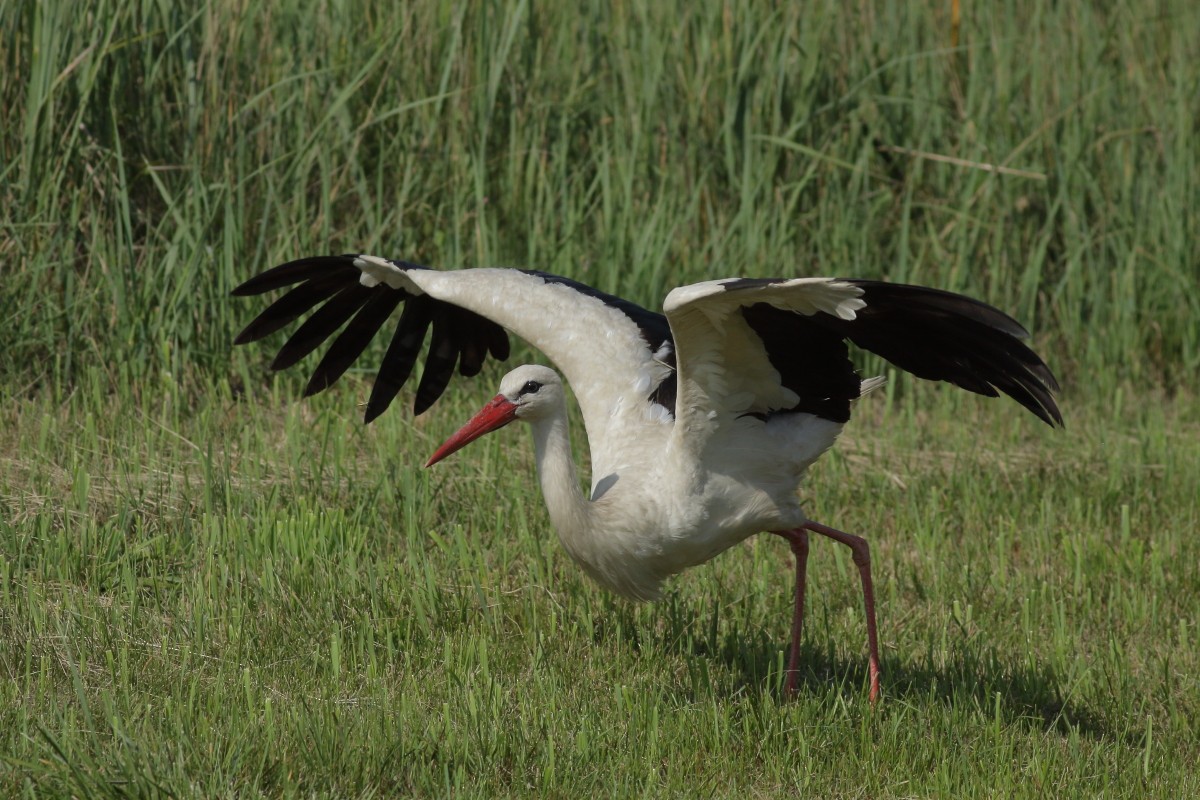 White Stork - ML622158057