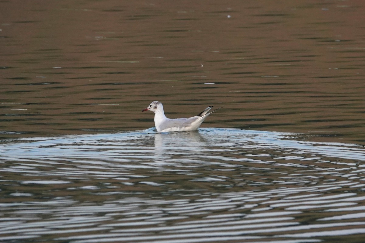 Black-headed Gull - ML622158059