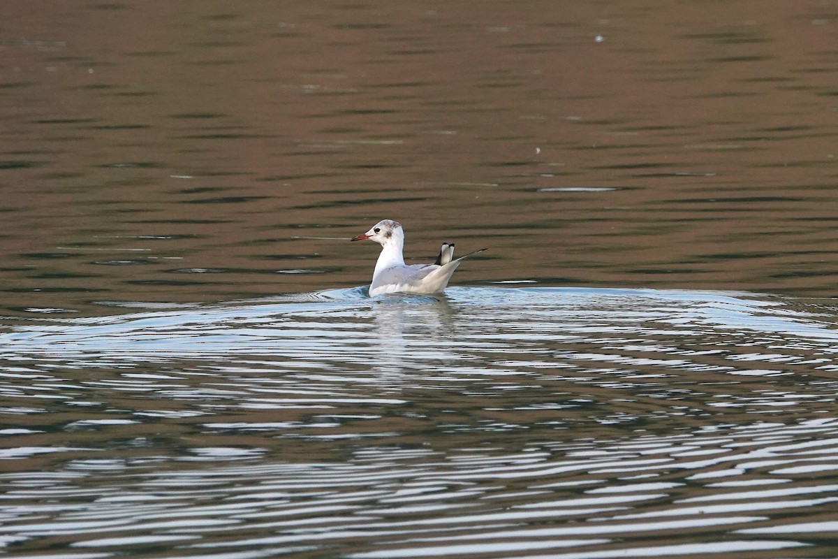 Black-headed Gull - ML622158060