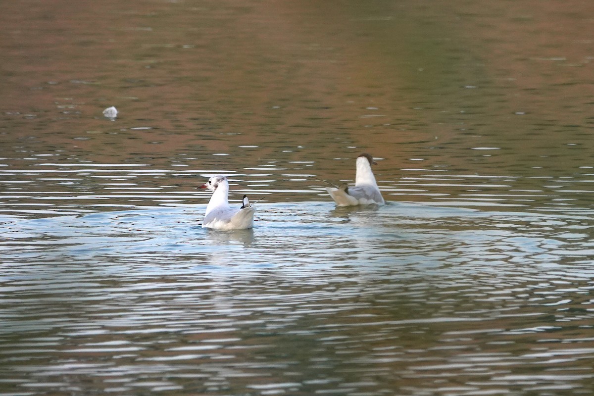 Black-headed Gull - ML622158061