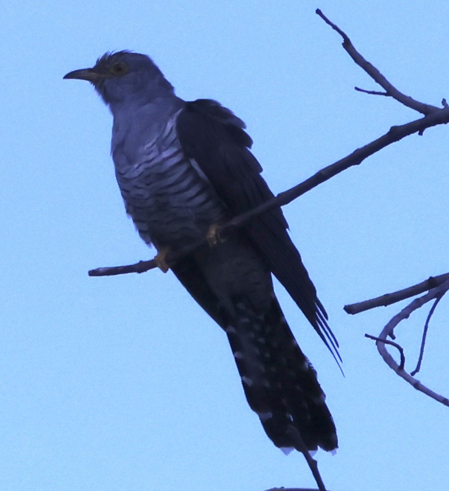 Common Cuckoo - ML622158062