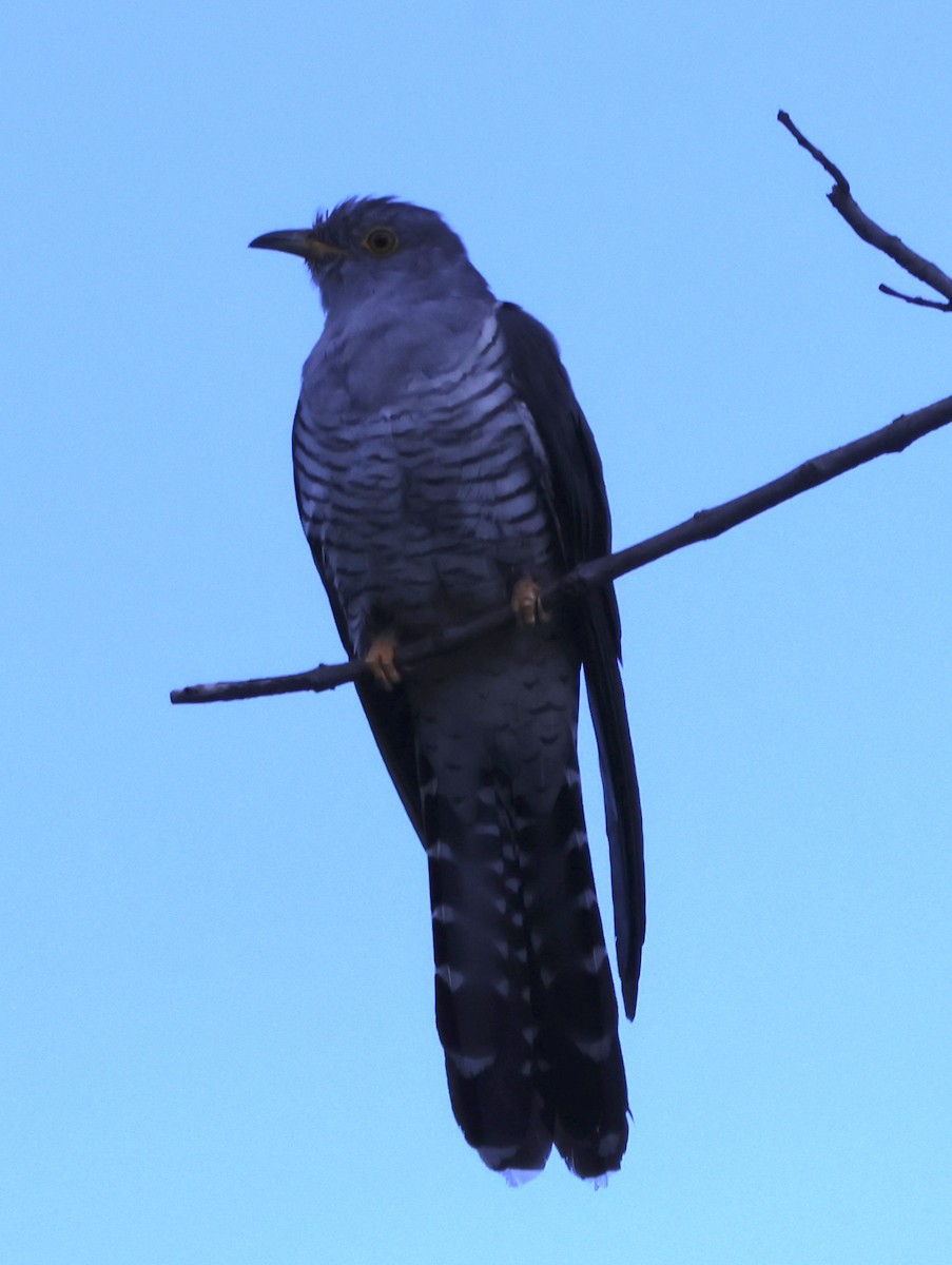 Common Cuckoo - ML622158063