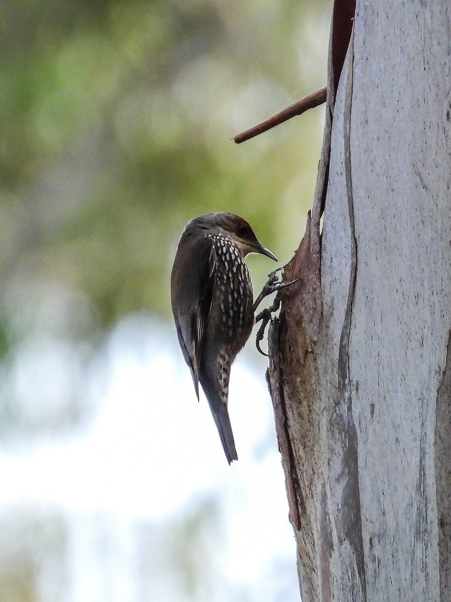 Red-browed Treecreeper - ML622158064