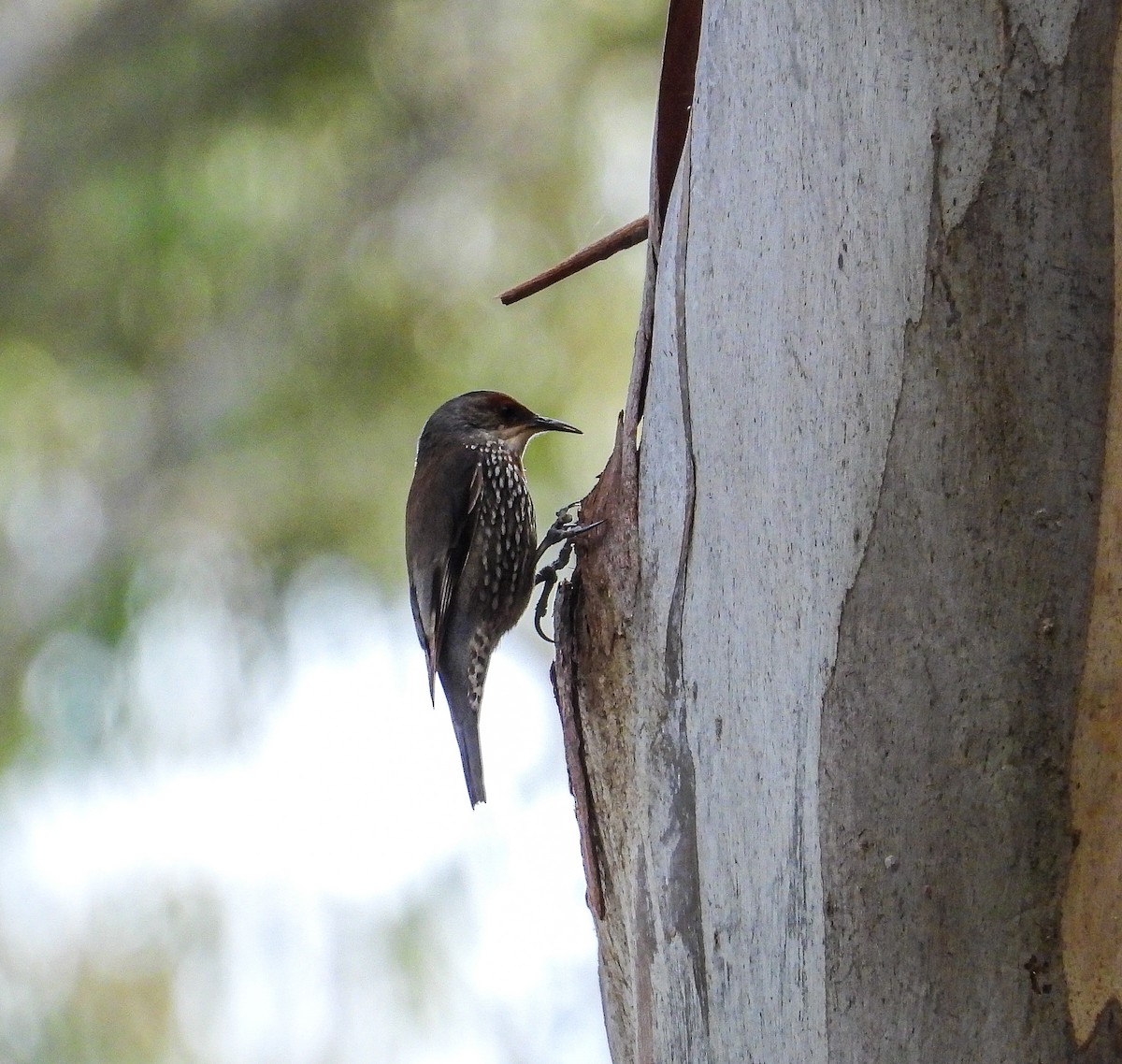 Red-browed Treecreeper - ML622158065