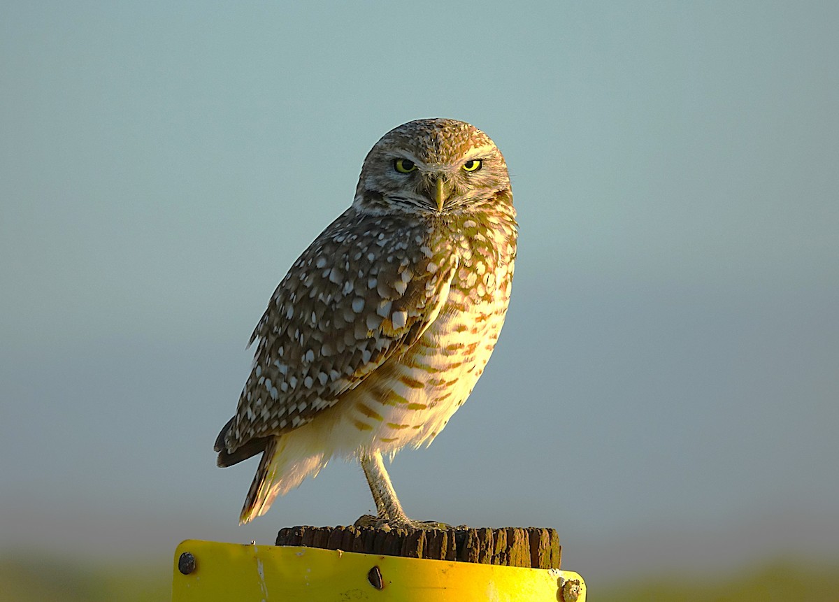 Burrowing Owl - ML622158071