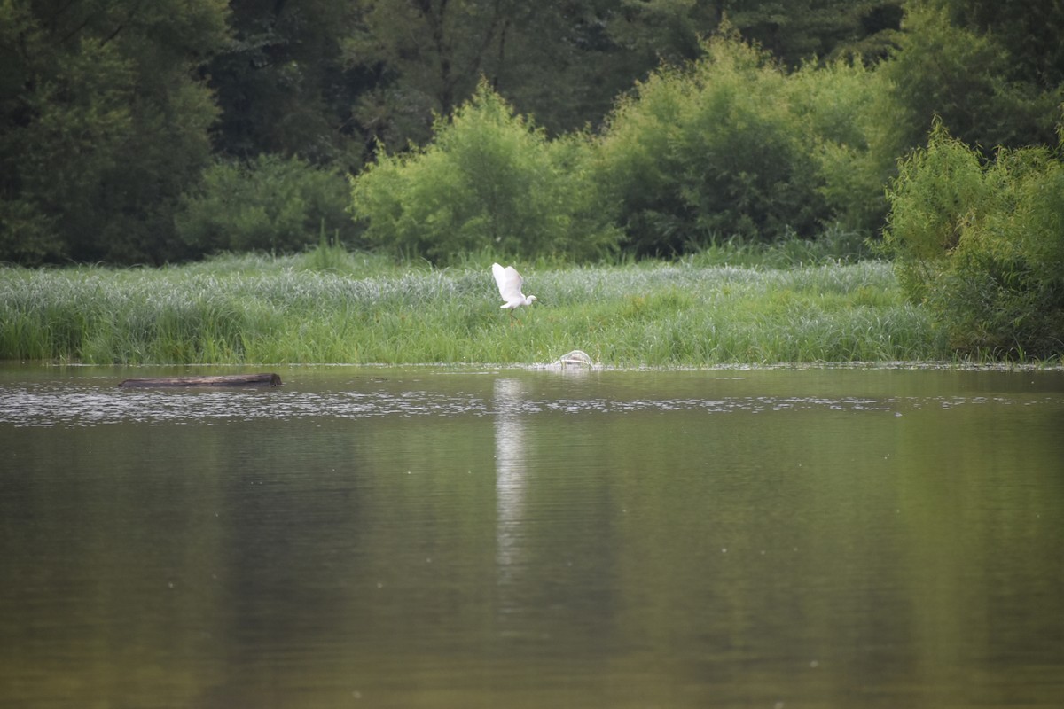 Snowy Egret - ML622158072