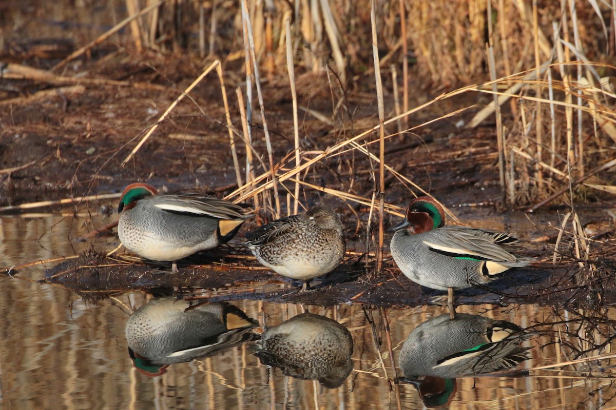 Green-winged Teal - ML622158073