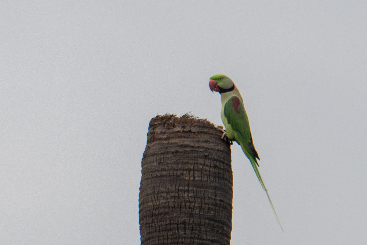 Alexandrine Parakeet - ML622158074