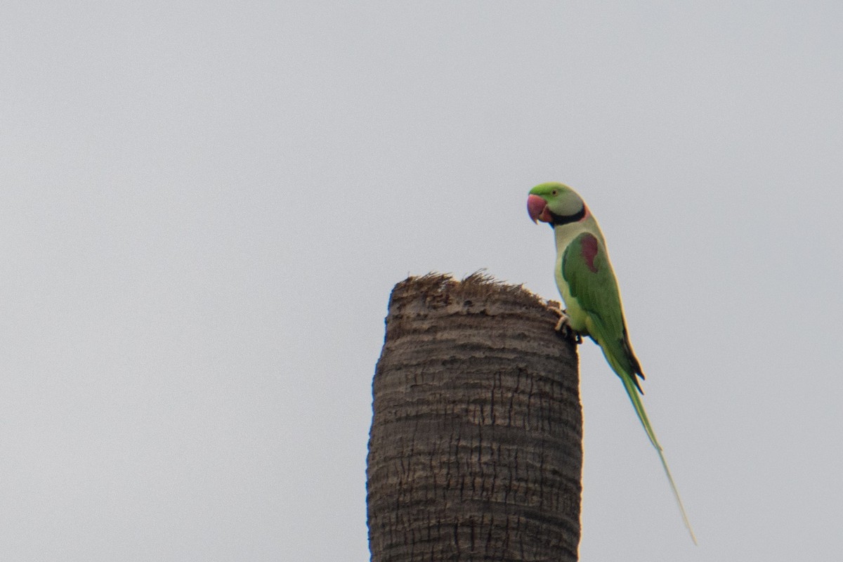 Alexandrine Parakeet - ML622158075