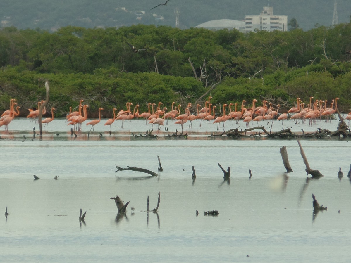 American Flamingo - ML622158076