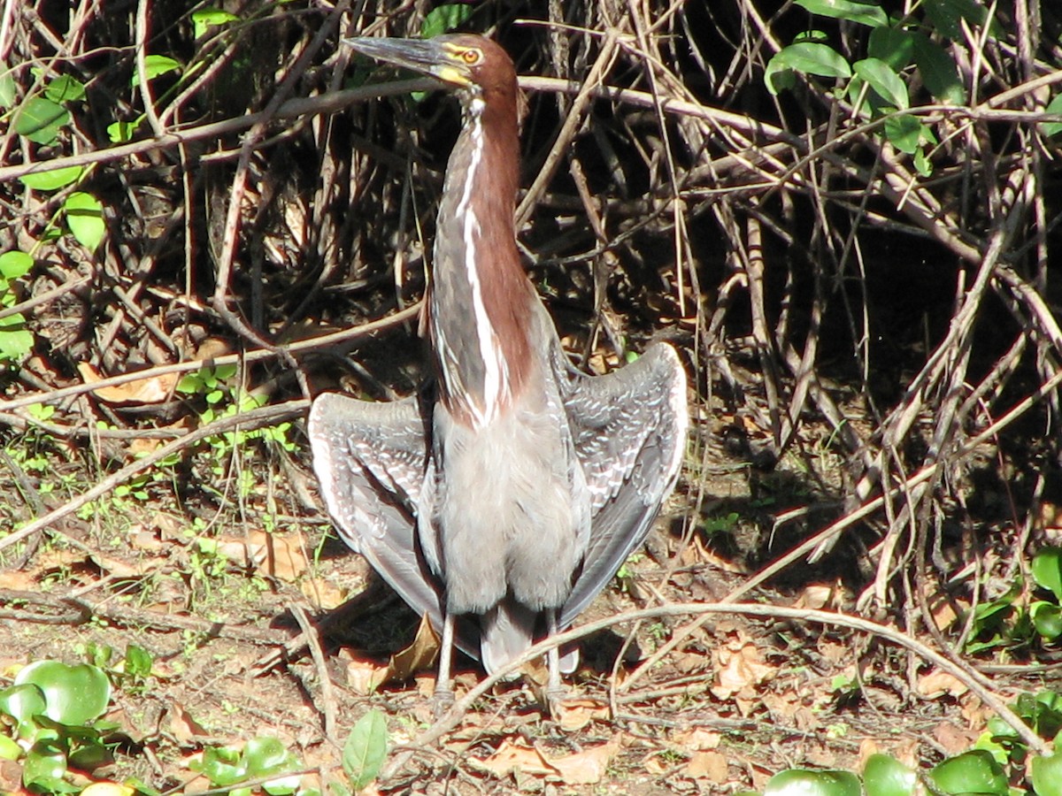 Rufescent Tiger-Heron - ML622158077