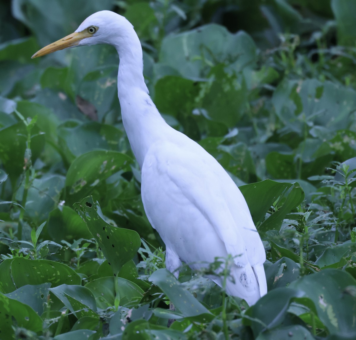 Medium Egret - ML622158079