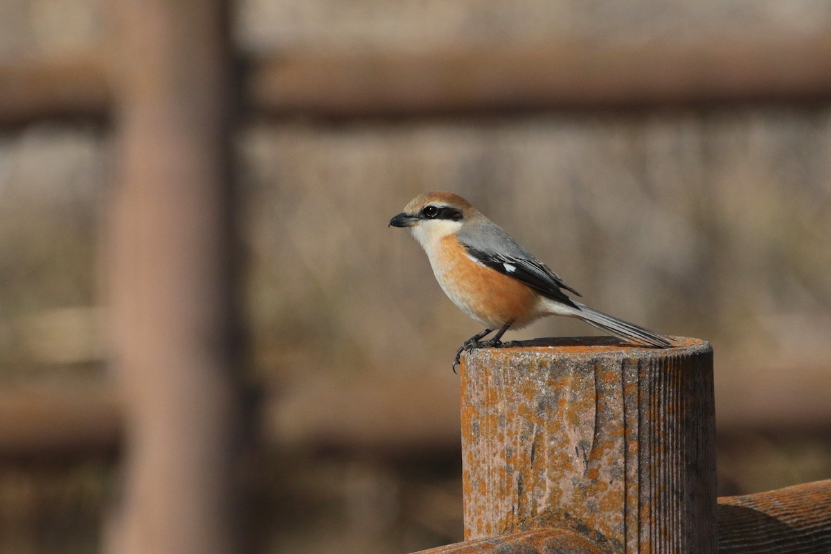 Bull-headed Shrike - ML622158080