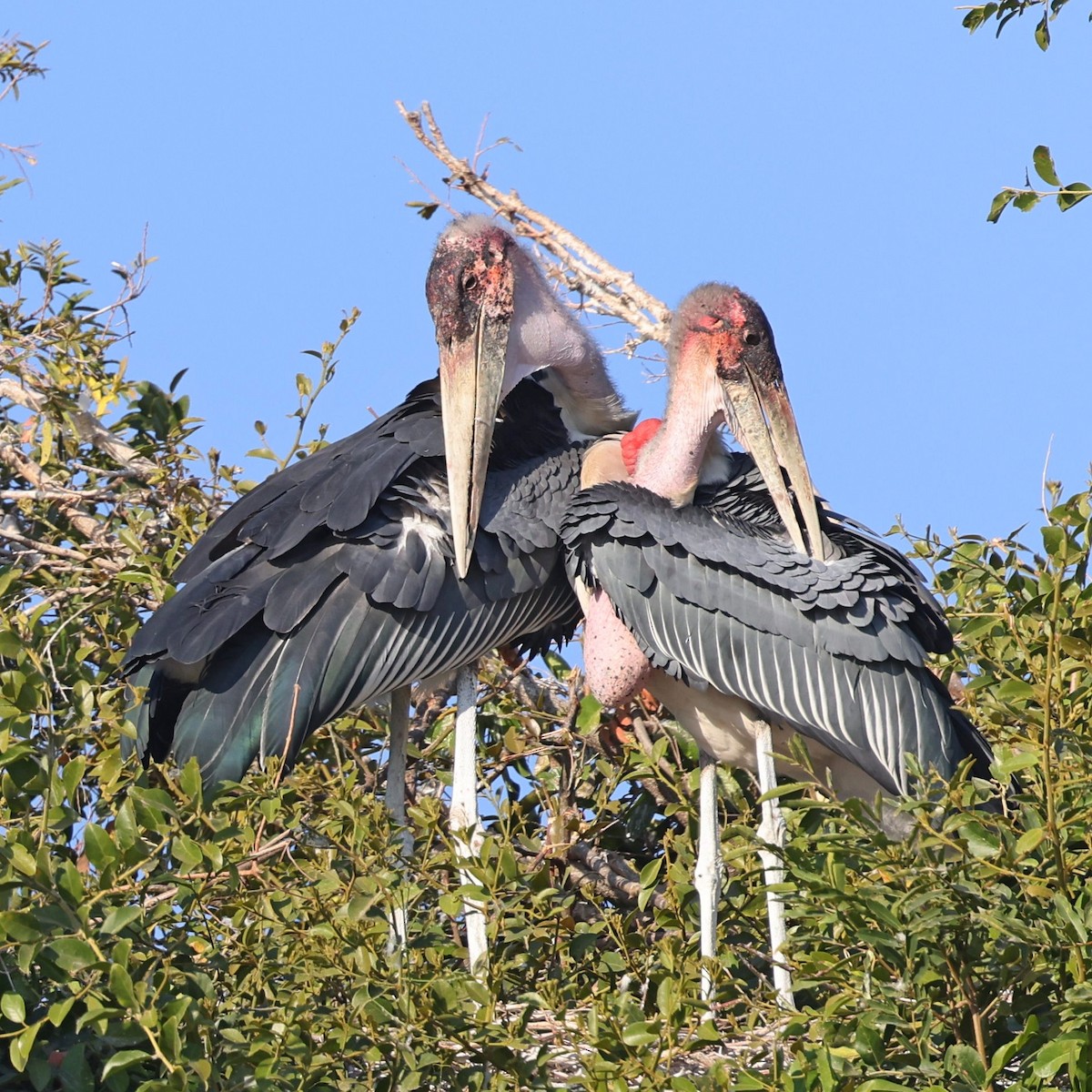 Marabou Stork - Steve Mannix