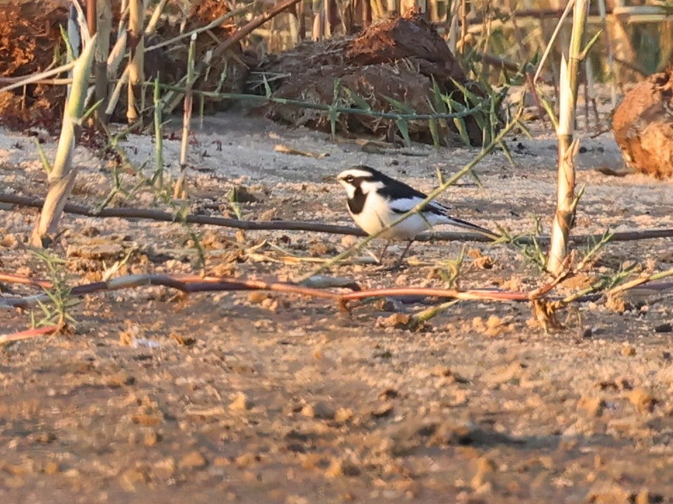 נחליאלי אפריקני - ML622158123