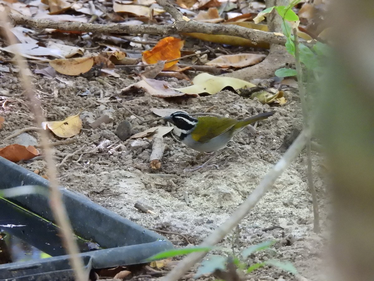 Pectoral Sparrow - Iza Alencar