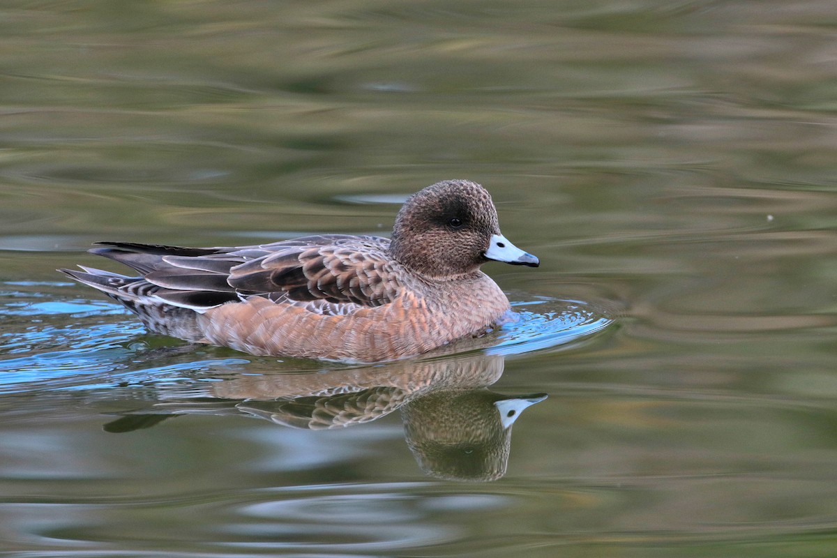 Eurasian Wigeon - ML622158208
