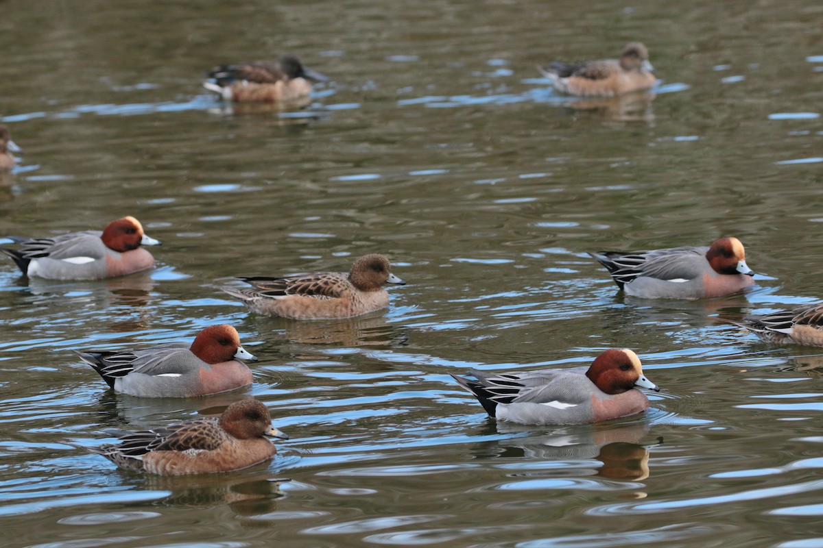 Eurasian Wigeon - ML622158209