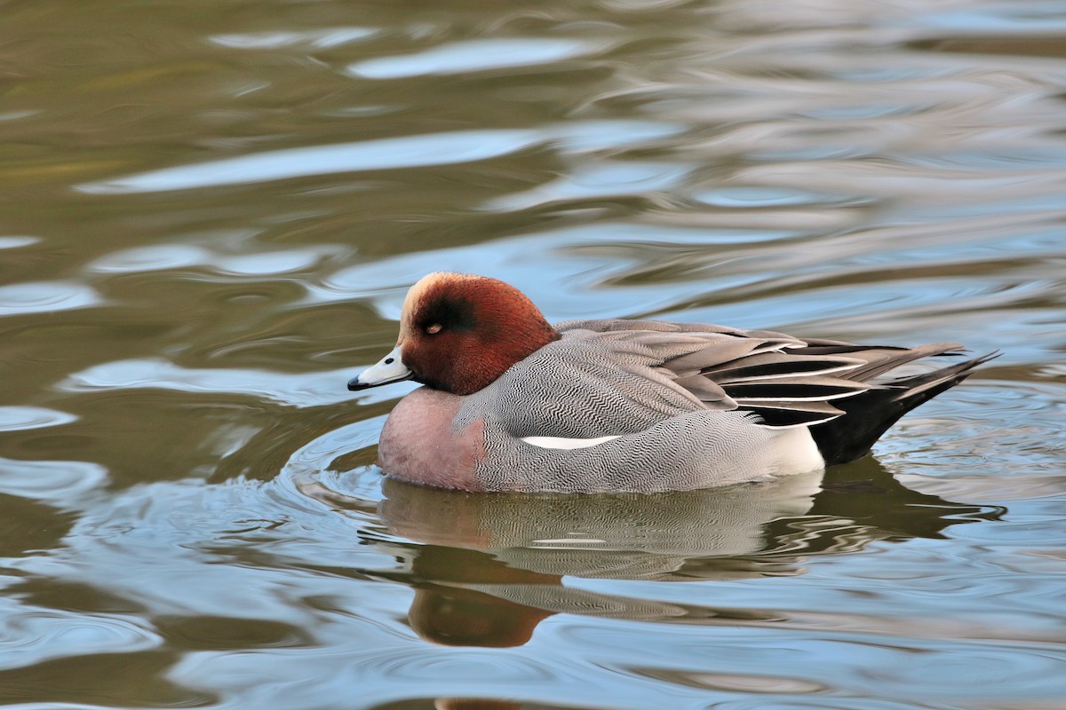 Eurasian Wigeon - ML622158215