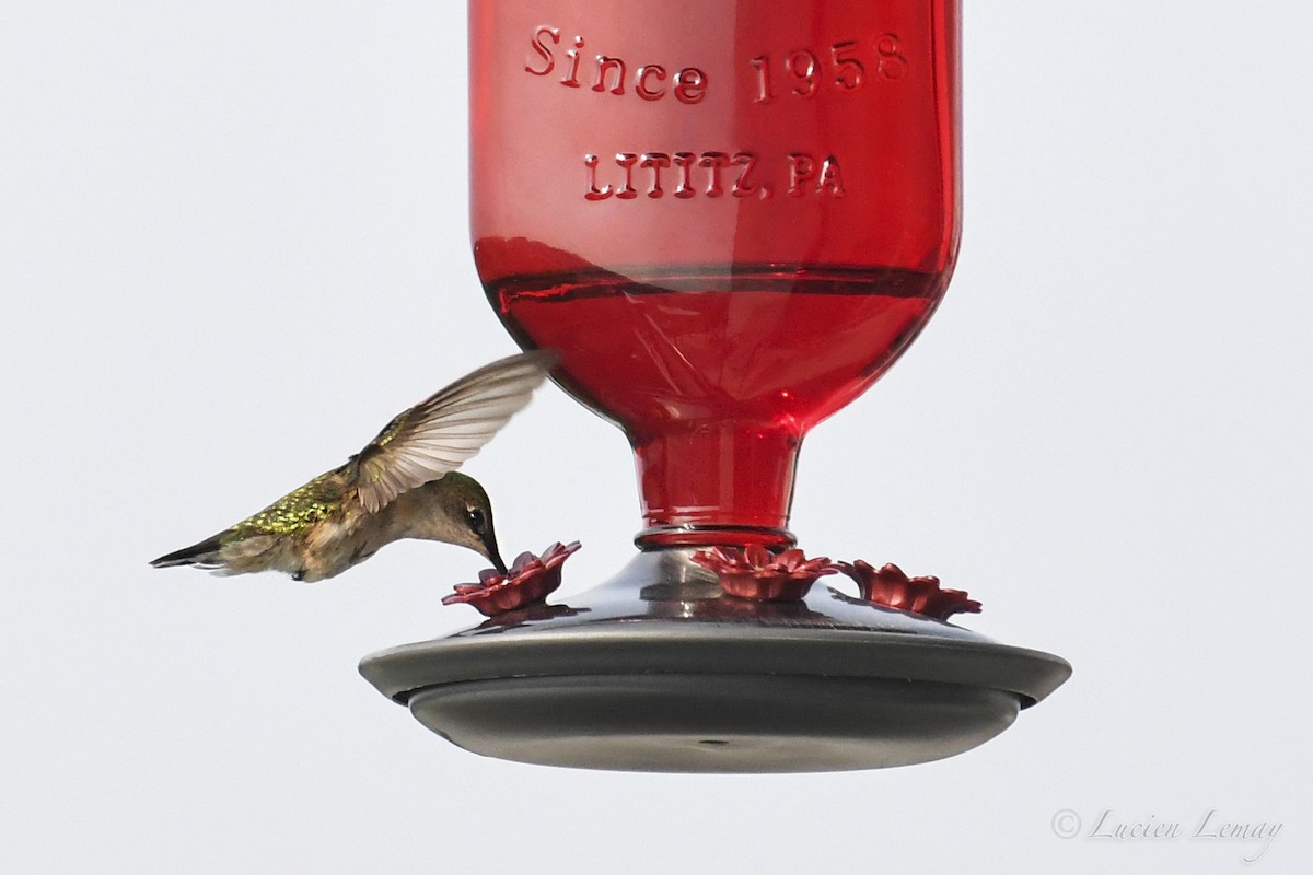 Ruby-throated Hummingbird - Lucien Lemay