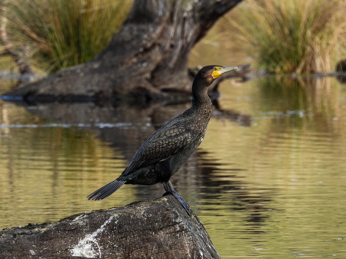 Cormorán Grande - ML622158217