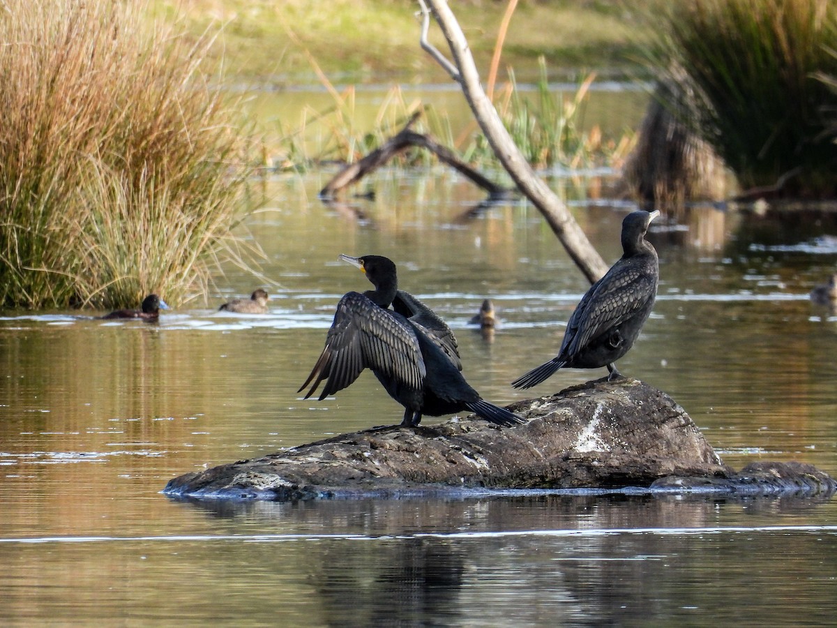 Great Cormorant - Alice Drake