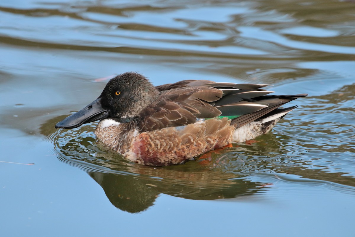 Northern Shoveler - ML622158219