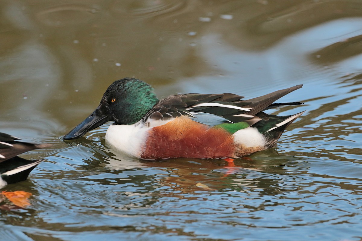 Northern Shoveler - ML622158220