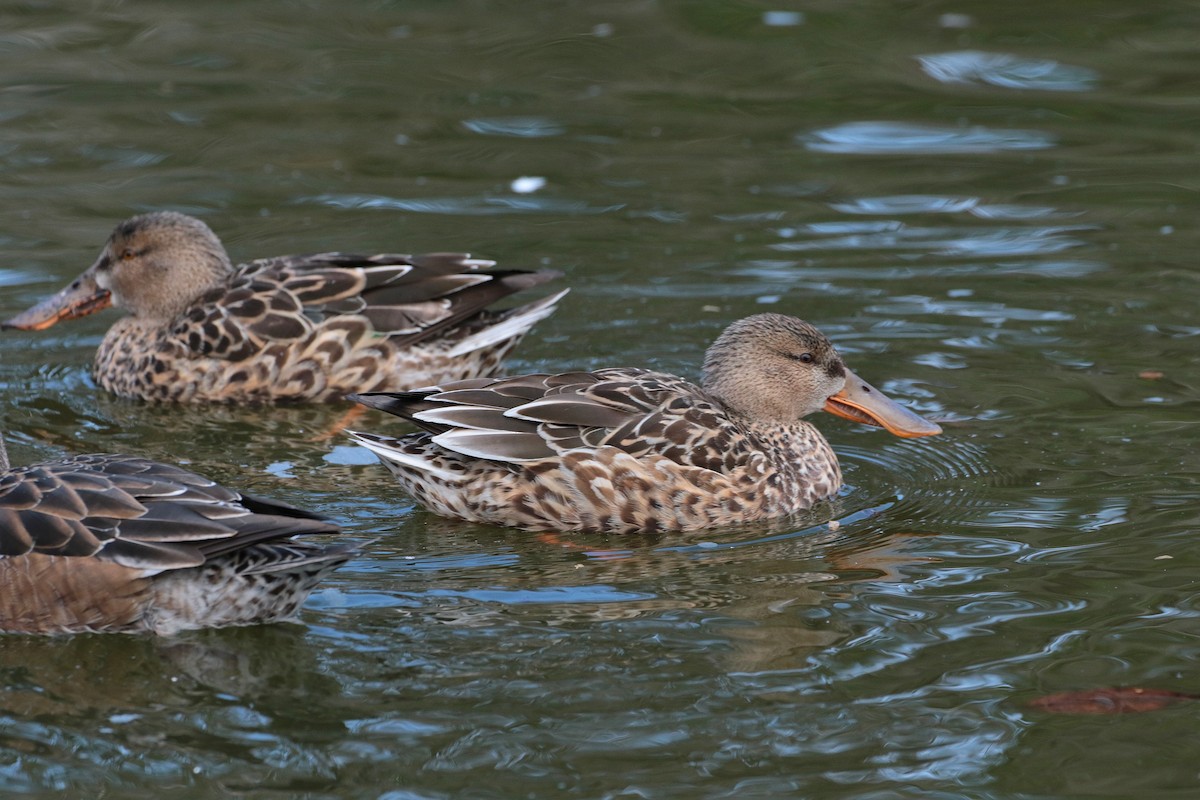 Northern Shoveler - ML622158221