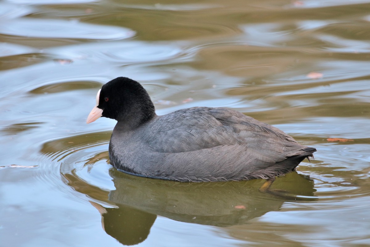 Eurasian Coot - ML622158224