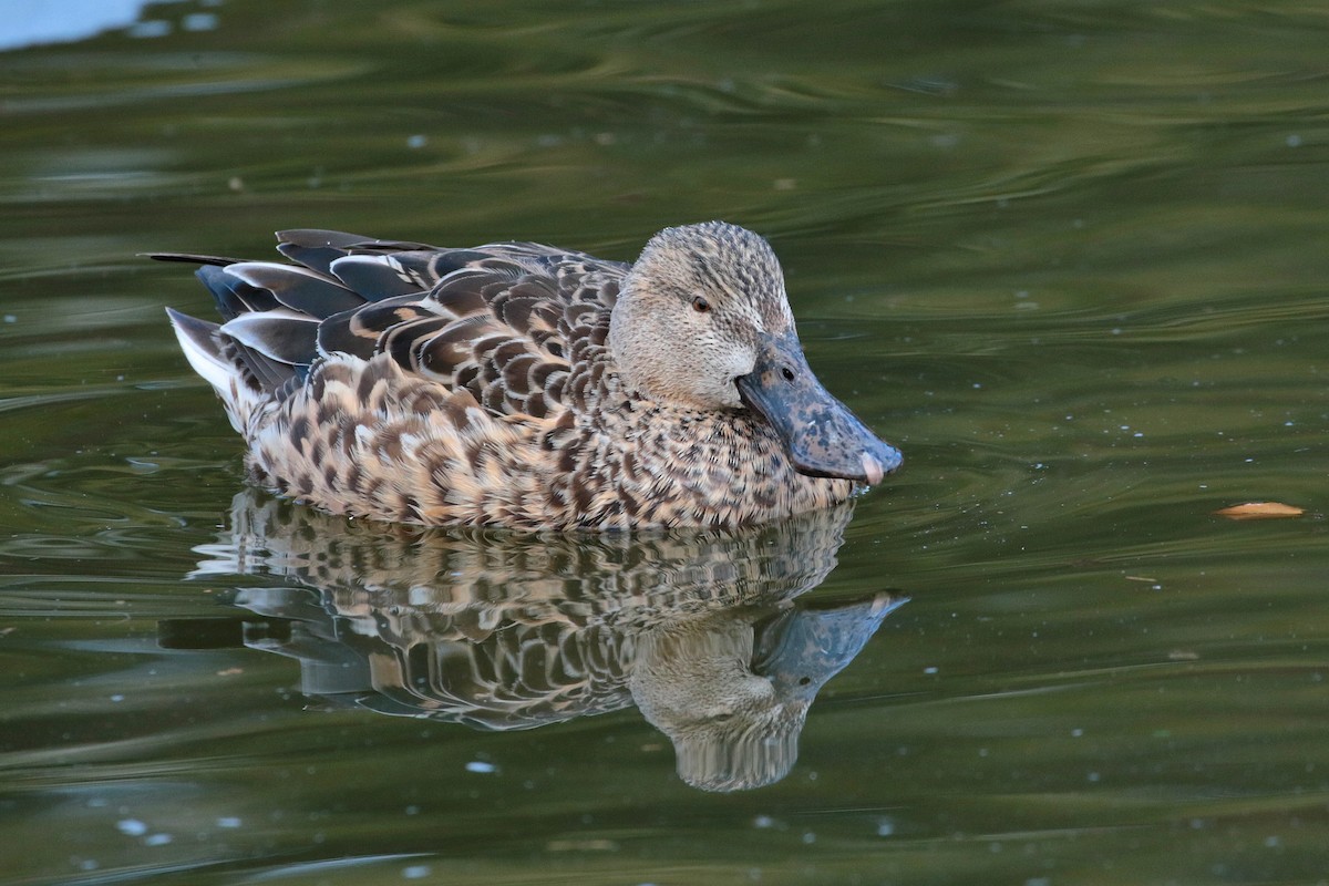 Northern Shoveler - ML622158226