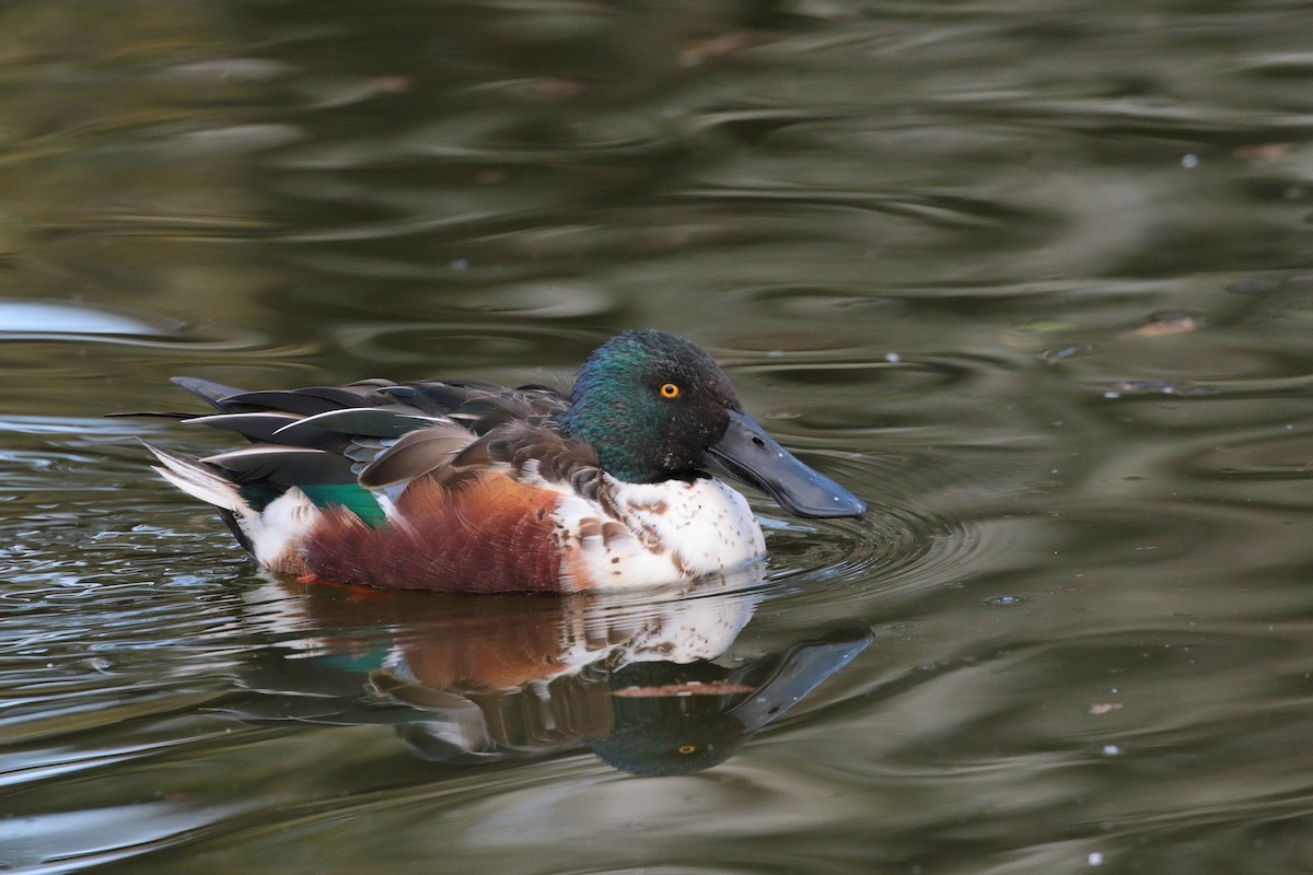 Northern Shoveler - ML622158227