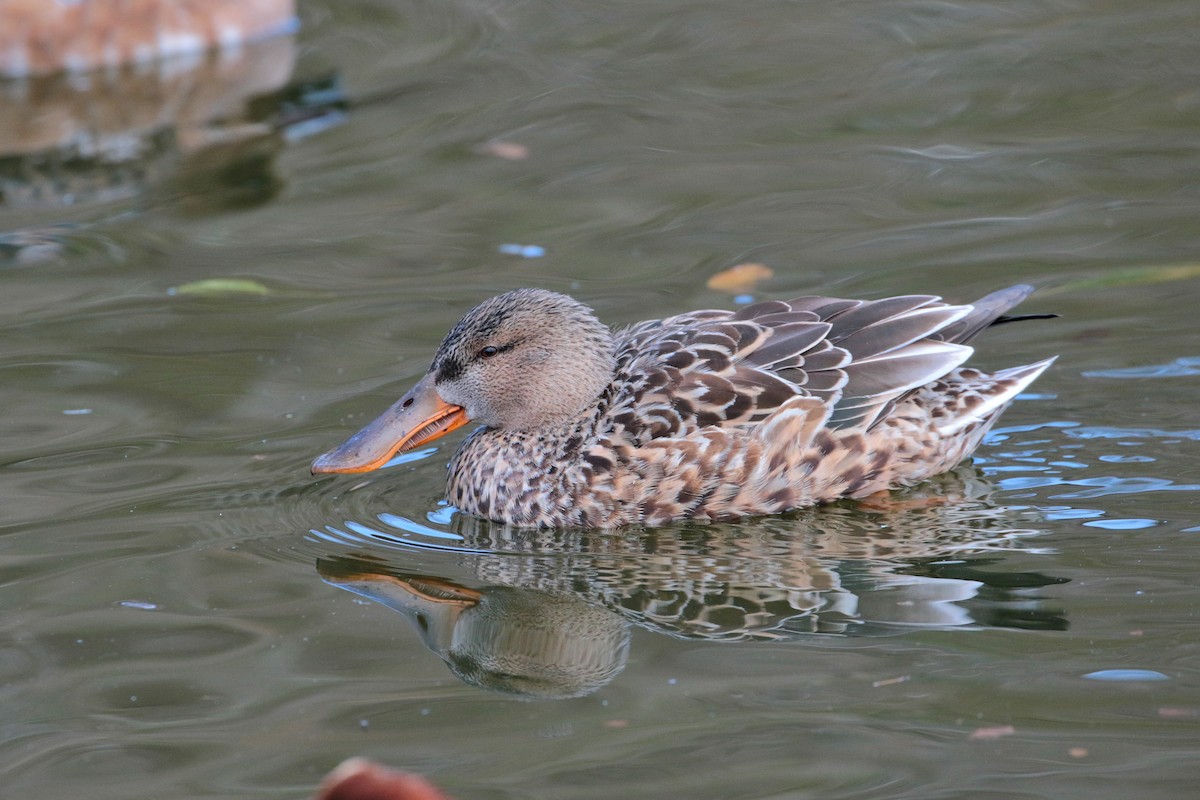Northern Shoveler - ML622158228