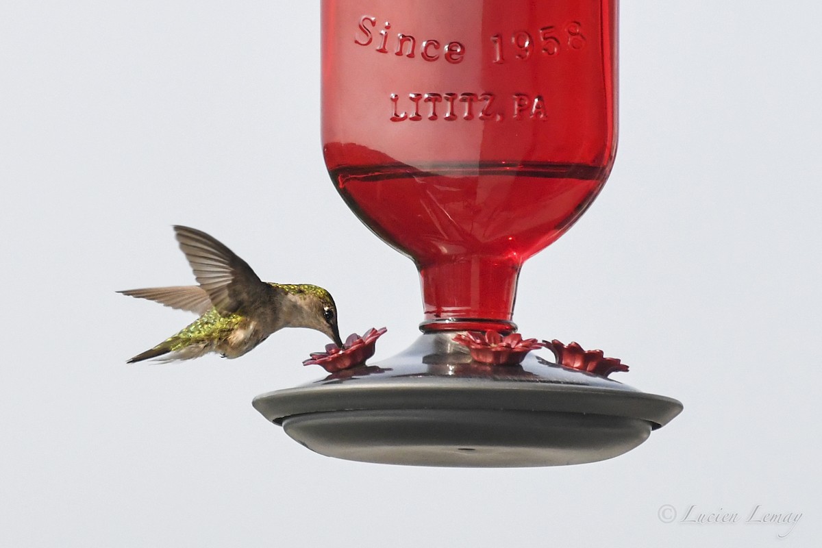 Ruby-throated Hummingbird - Lucien Lemay