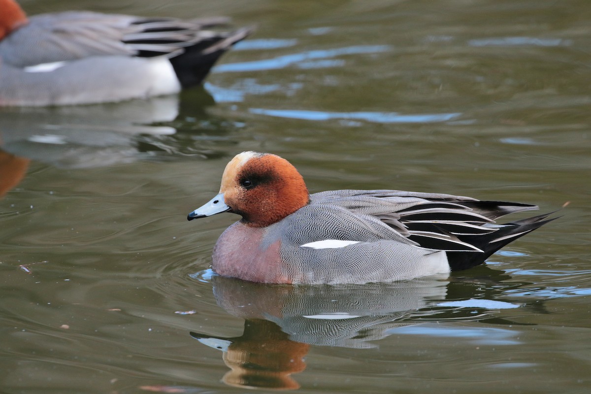 Eurasian Wigeon - Atsushi Shimazaki