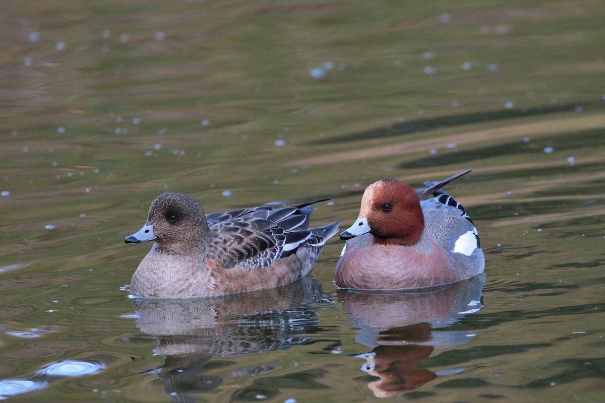 Eurasian Wigeon - ML622158231