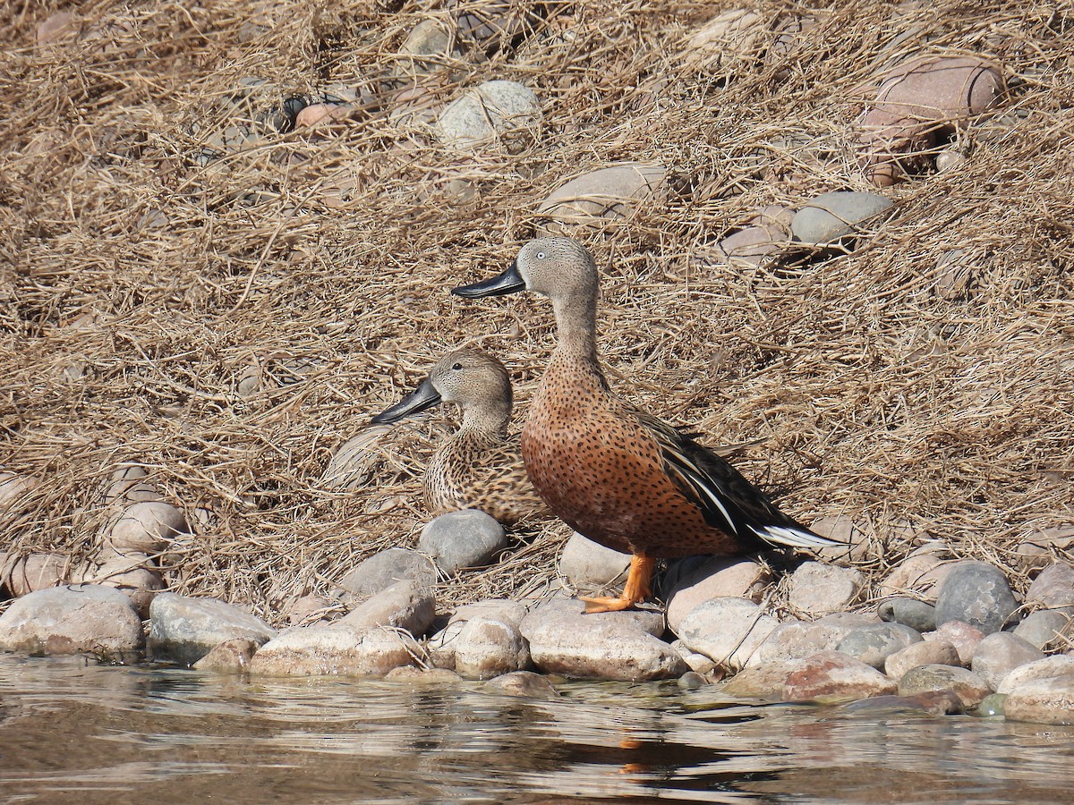 Red Shoveler - Carlos Cabrera