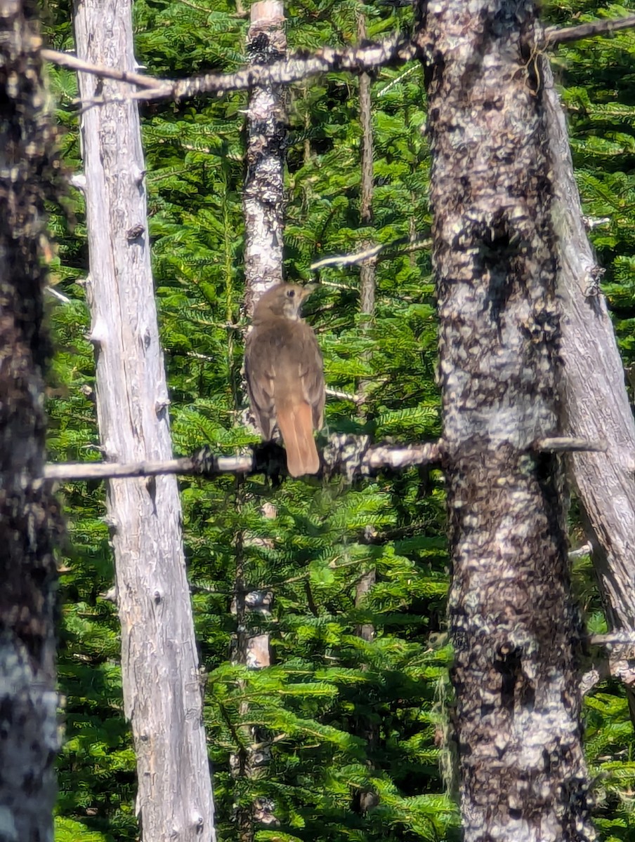 Hermit Thrush - ML622158240