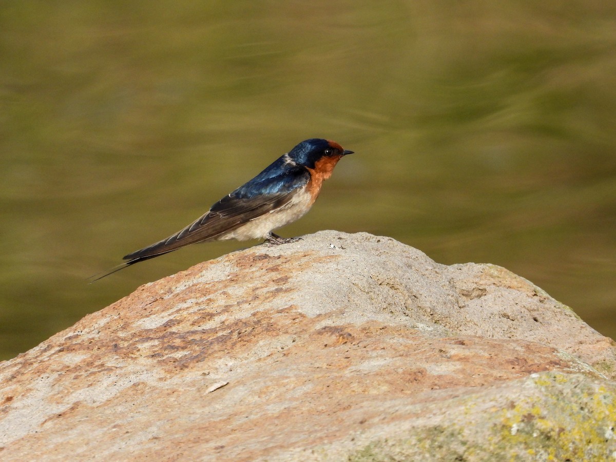 Golondrina Australiana - ML622158270