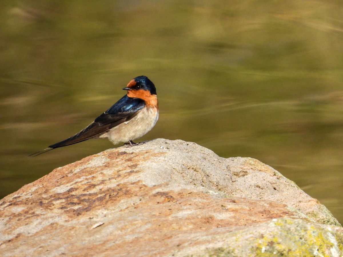 Golondrina Australiana - ML622158271