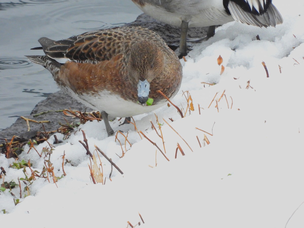 Eurasian Wigeon - ML622158283