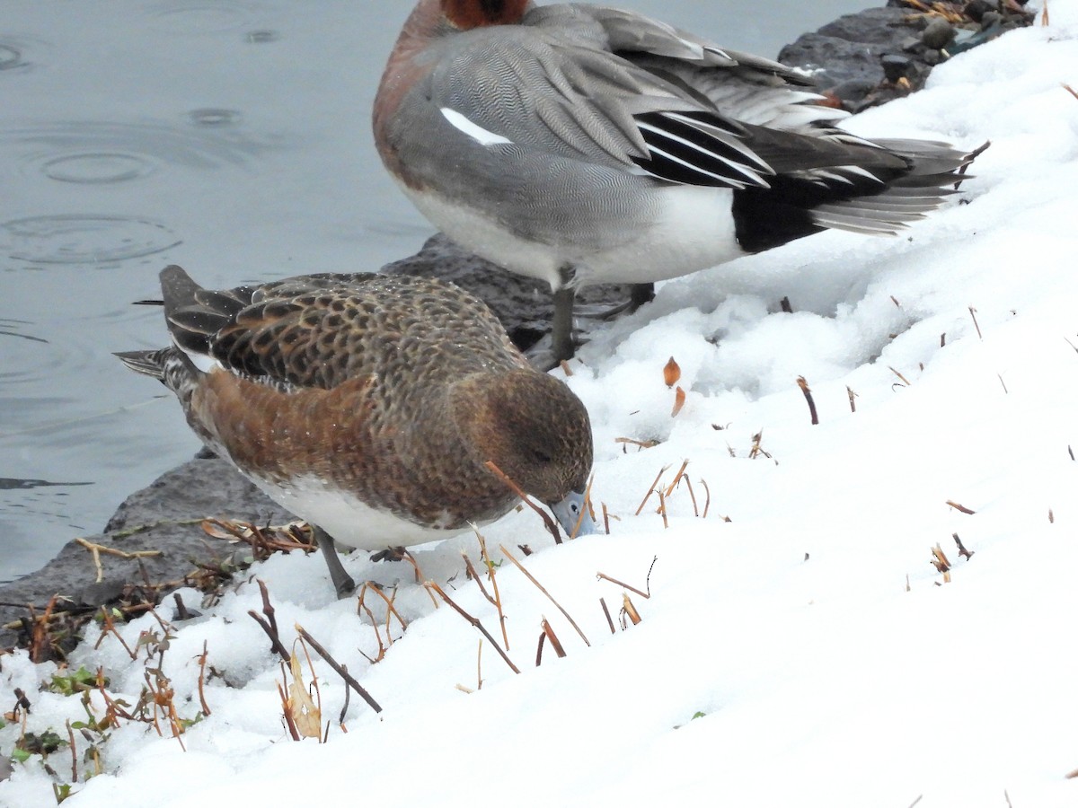 Eurasian Wigeon - ML622158284