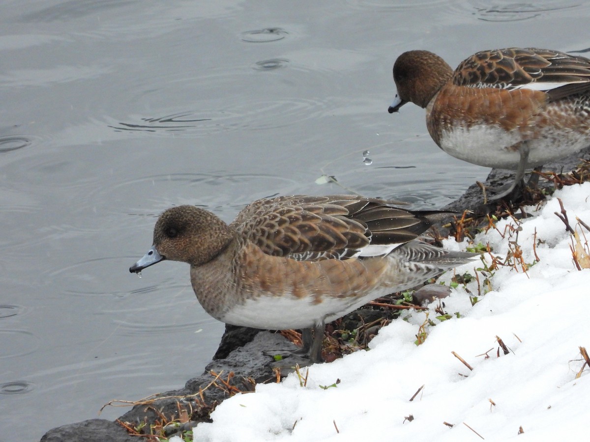 Eurasian Wigeon - ML622158285